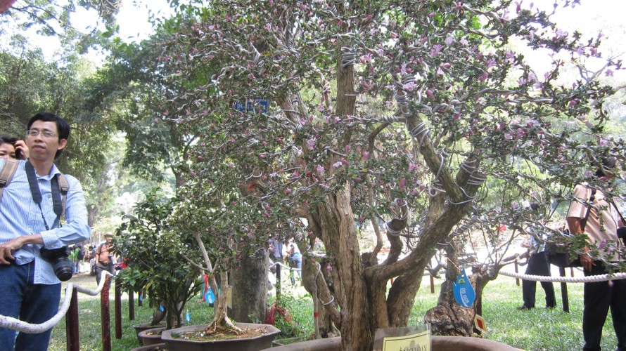  Hàng ngàn loài hoa, hiện vật độc đáo được trưng bầy tại công viên Tao Đàn.