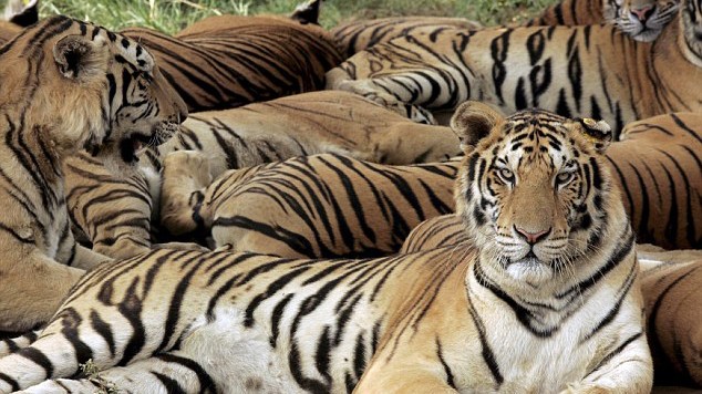 Ít nhất 10 con hổ đã bị giết để mua vui cho quan chức và doanh nhân giàu có ở Trung Quốc