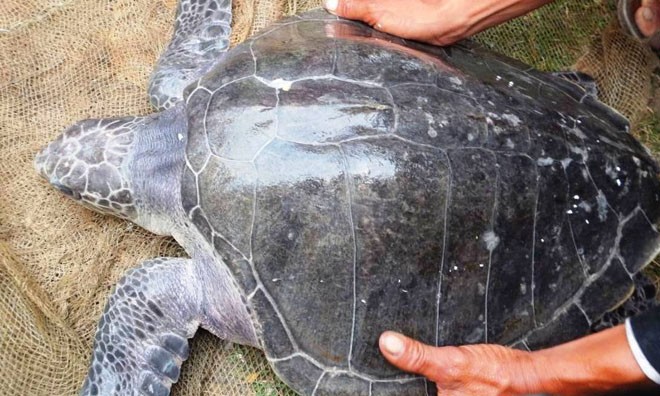 Con đồi mồi dứa - một loài rùa biển lạ mắt và quý hiếm vừa được phát hiện tại vùng đầm phá xã Phú Diên (huyện Phú Vang, Thừa Thiên-Huế).