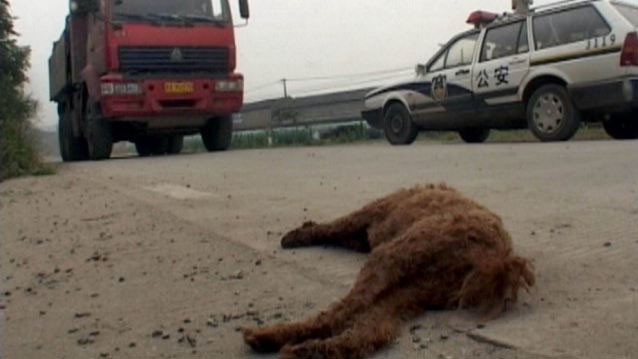 Chú chó cưng của mẹ anh Su Cheng nằm trên đường ở Nam Kinh, tỉnh Giang Tô sau khi bị xe tải cán chết