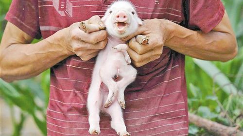 Chú lợn có 8 chân ở Trùng Khánh, Trung Quốc