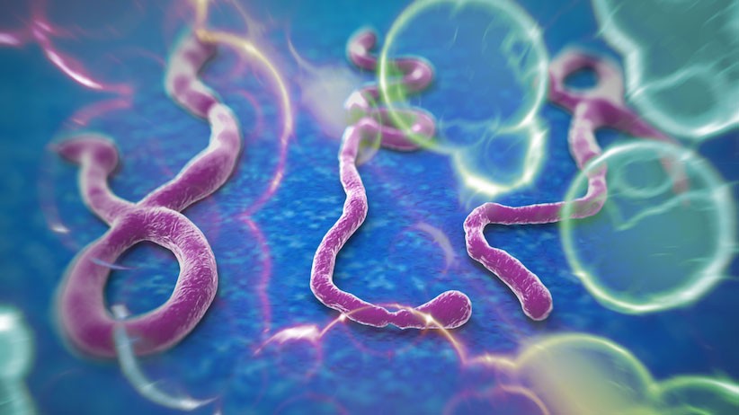 Hiện vẫn chưa có thuốc đặc trị virus Ebola