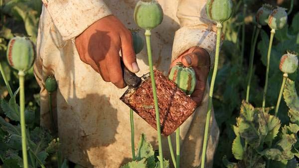 Một nông dân đang khai thác nhựa của cây thuốc phiện
