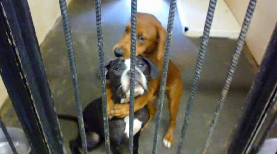 Bức ảnh 2 chú chó ôm nhau sau song sắt làm lay động lòng người