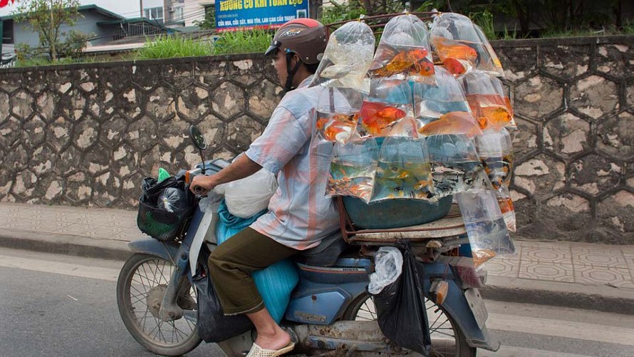 Hình ảnh một người bán cá cảnh chở đầy các túi nilon đựng cá trên đường, lọt vào ống kính của nhiếp ảnh gia Ton Koene.