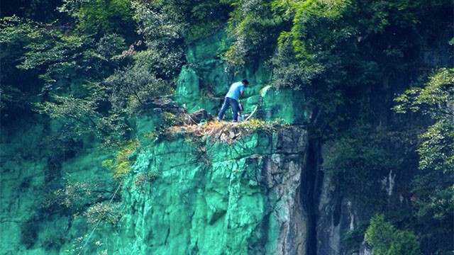 Kỳ nhân Dương Chí Cương sơn lại màu xanh cho vách núi