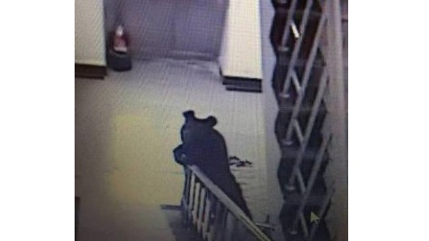 Con gấu xuất hiện bên trong trường học ở Trung Quốc