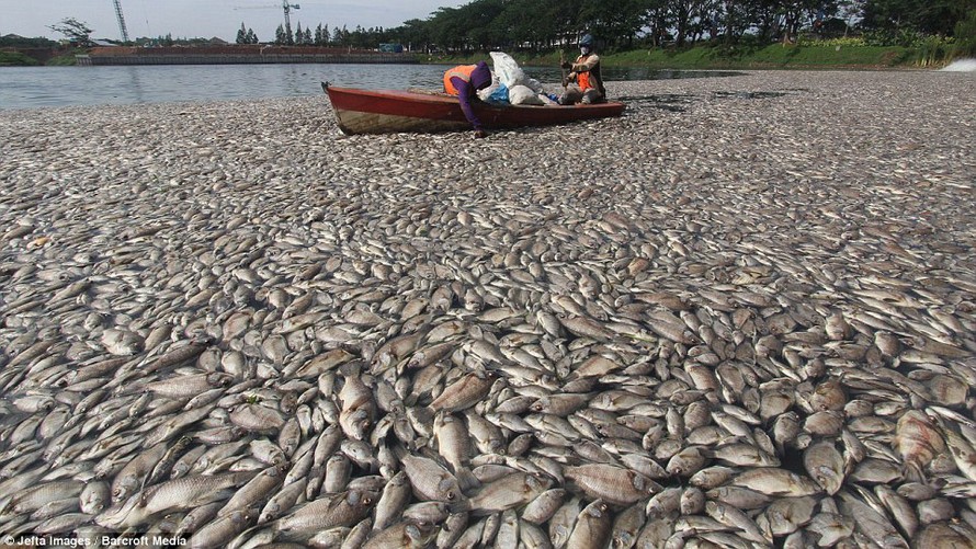 Các nhà khoa học đang vào cuộc tìm hiểu nguyên nhân khiến hàng loạt cá chết chỉ sau vài cơn mưa