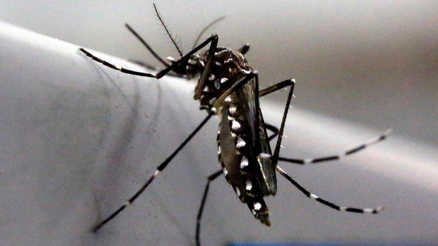 Liên Hợp Quốc đề xuất dùng phóng xạ diệt muỗi ngăn dịch Zika