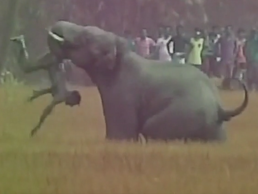 Con voi hoang điên cuồng quật chết người ở làng Bhatar, Tây Bengal, Ấn Độ.