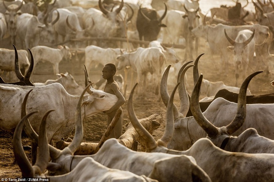 Một người đàn ông Mundari giữa đàn bò. 
