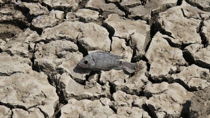 Cá chết giữa hồ Choursiyavas khô nứt nẻ ở ngoại ô Ajmer, bang Rajasthan.