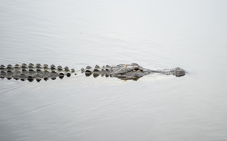 Một con cá sấu ở Florida