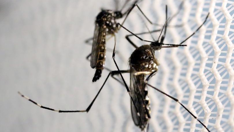 Virus Zika lây truyền chủ yếu do muỗi đốt 