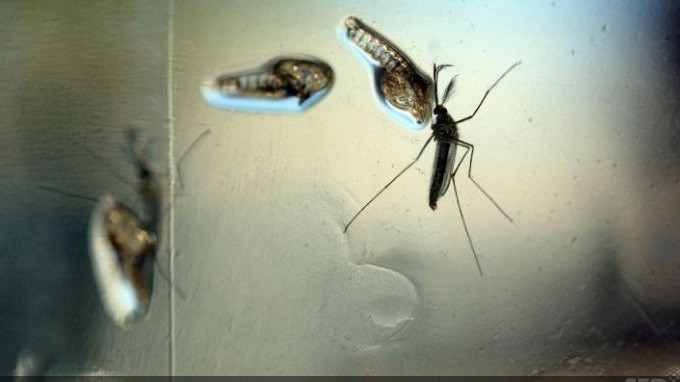 Virus zika lây truyền qua muỗi đốt