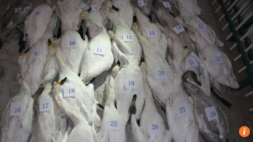 Hàng trăm con thiên nga bị đầu độc ở Nội Mông, Trung Quốc