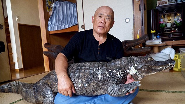 Chú cá sấu dài 2 mét, nặng 46kg là bạn thân của ông Nobumitsu Murabayashi suốt 34 năm qua.