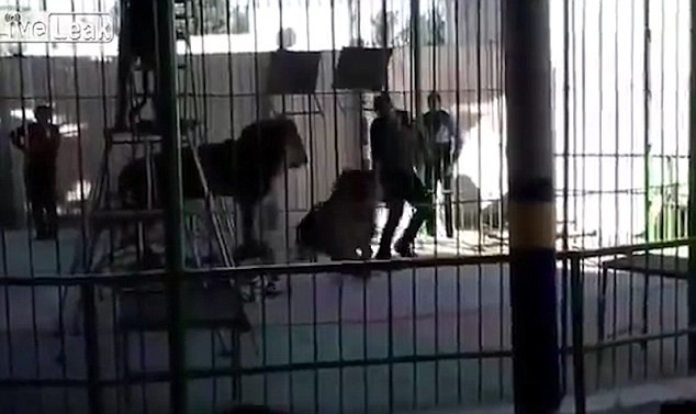 Con sư tử tấn công người huấn luyện.