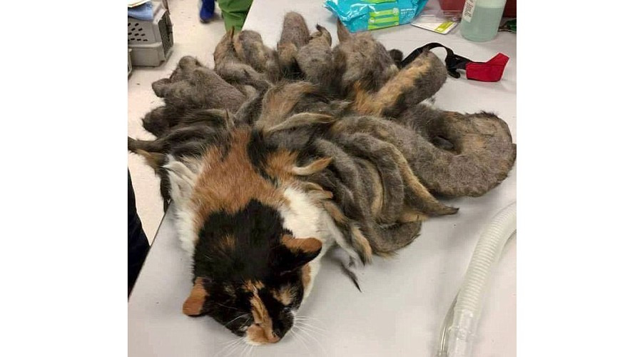 Chú mèo có bộ lông như bạch tuộc