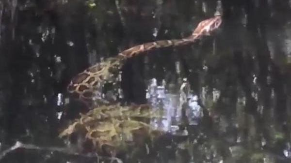 Con trăn bóp chết cá sấu trong đầm lầy