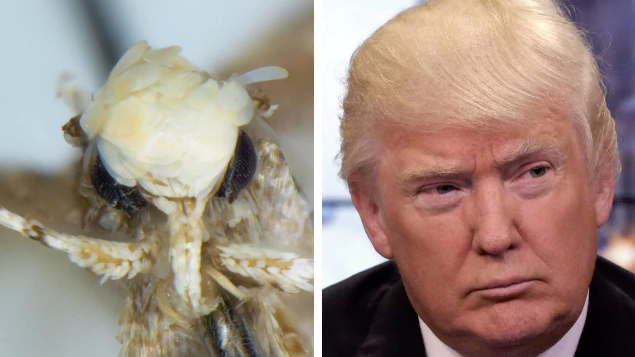 Loài bướm mới có mái tóc giống hệt Tổng thống Donald Trump