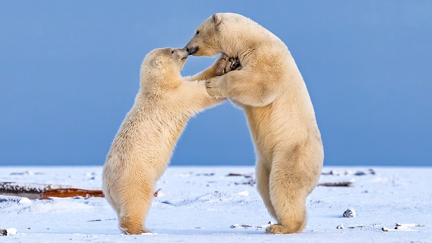 Nhiếp ảnh gia Shayne cho biết, động tác của hai chú gấu không khác gì đang nhảy điệu salsa