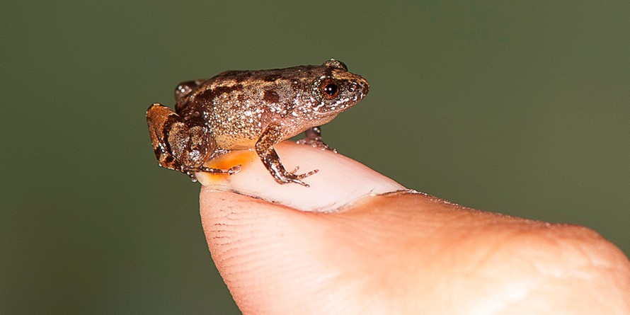 Một trong những loài ếch tí hon mới được phát hiện ở Ghrats Tây, Ấn Độ.
