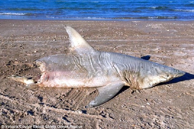 Xác con cá mập bị cắn đứt đôi người trôi dạt vào bờ biển Florida, Mỹ.