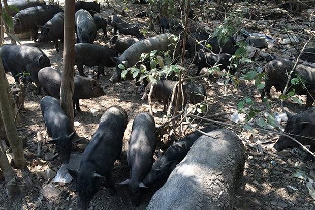 Đàn lợn rừng 300 con đại náo cả khu vực Khlong Sa Bua, tỉnh Ayutthaya, Thái Lan