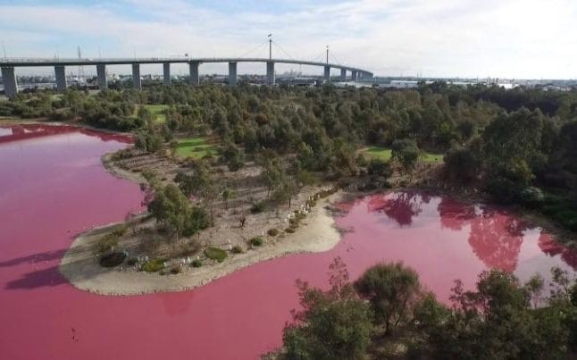 Nước hồ chuyển màu hồng hàng năm.
