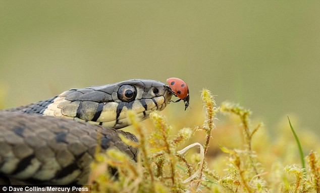 Bọ rùa hạ cánh ngay trên miệng rắn độc.