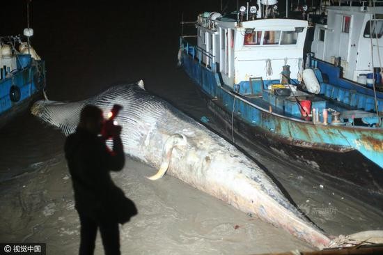 Xác con cá voi không đầu trôi dạt vào bờ biển Trung Quốc