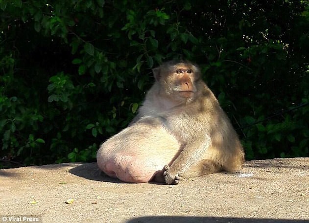 Nhiều người tưởng chú khỉ bị bệnh nhưng thực ra "bệnh" của chú là quá tham ăn. 