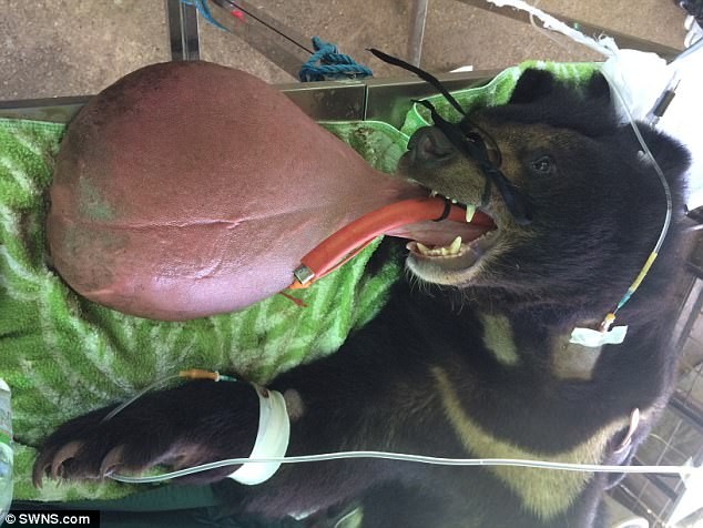 Chú gấu Nyan Htoo mắc bệnh lạ khiến lưỡi của chú dài chạm đất.