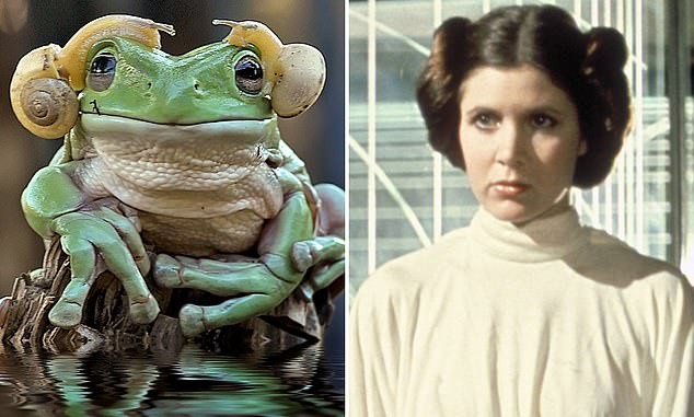 Nhờ ốc sên, chú ếch có diện mạo mới giống nhân vật Leia trong phim Star War.