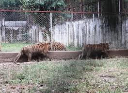 Hà Nội quyết “xóa sổ” cơ sở nuôi động vật hoang dã không an toàn