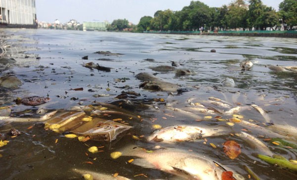 Nước thải và thay đổi thời tiết được xác định là nguyên nhân chính khiến cá ở nhiều hồ tại Hà Nội chết hàng loạt.