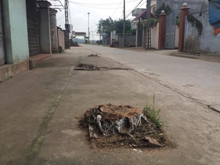 Chính quyền xã Cẩm Yên không báo cáo khi chặt hạ cây xanh