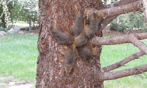 6 con sóc bám trên thân cây. Ảnh: Nebraska Humane Society.