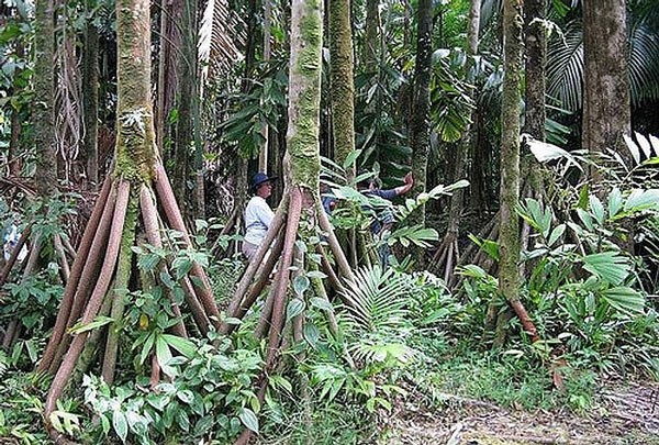 Những cây cọ có phần rễ đặc biệt trong những cánh rừng thuộc khu Dự trữ sinh quyển Sumaco Unesco. 