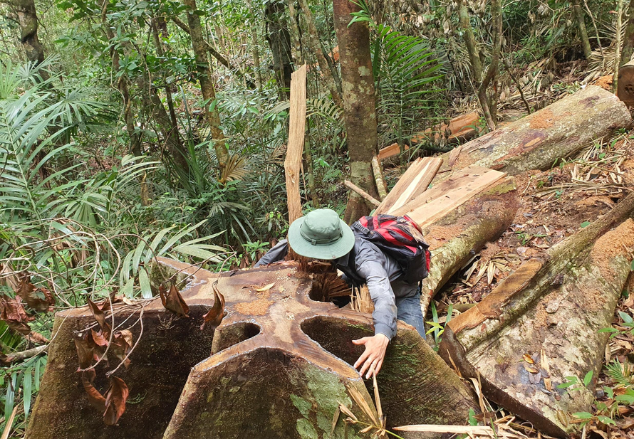Cây gỗ cổ thụ bị đốn hạ không thương tiếc tại Tiểu khu 715, xã Ea Lai, huyện M’Drắk
