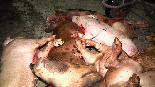 Số lợn chết được phát hiện tại nhà bà Xê