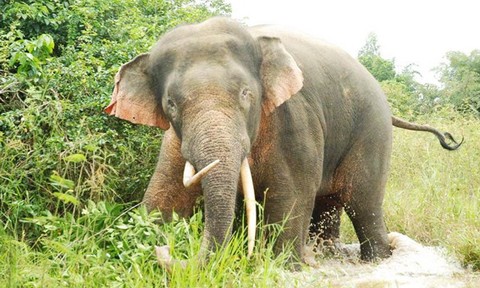 Sắm thiết bị bay đối phó với đàn voi dữ ở Đồng Nai