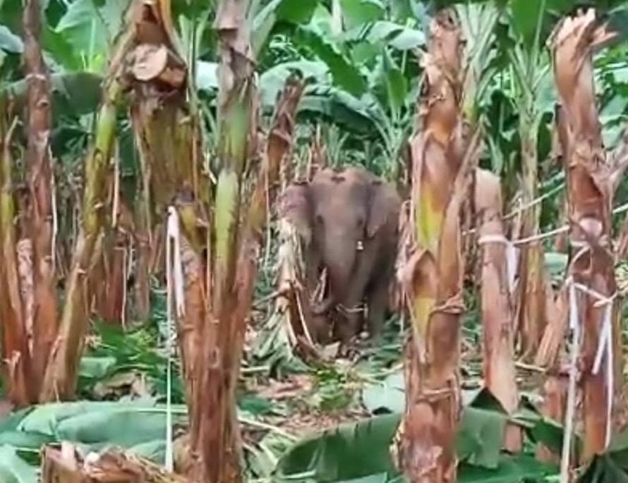 Đàn voi rừng quậy phá khu dân cư Đồng Nai bất chấp hàng rào điện