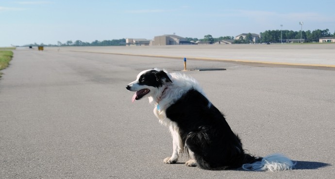 ​Hôm 27/2, lực lượng an ninh hàng không sân bay Điện Biên cũng kịp thời phát hiện chó chạy trên đường băng khi máy bay đang tiếp cận hạ cánh. Ảnh Báo Giao thông 
