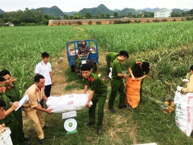 Công an Thị xã Bỉm Sơn thu mua dứa cho bà con nông dân