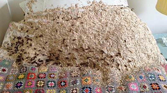 Hàng ngàn con ong bắp cày làm tổ khổng lồ ngay trên giường 