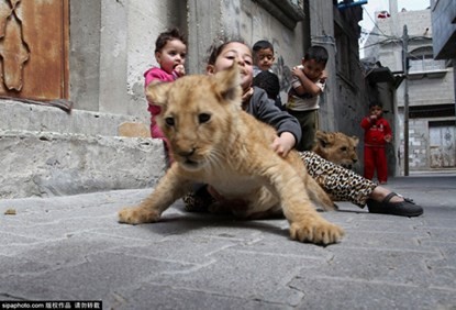Kỳ lạ gia đình nuôi sư tử làm thú cưng
