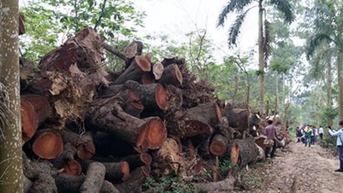 Số cây gỗ bị chặt hạ đang được tập kết bãi của cơ quan chức năng. Ảnh: TRỌNG PHÚ