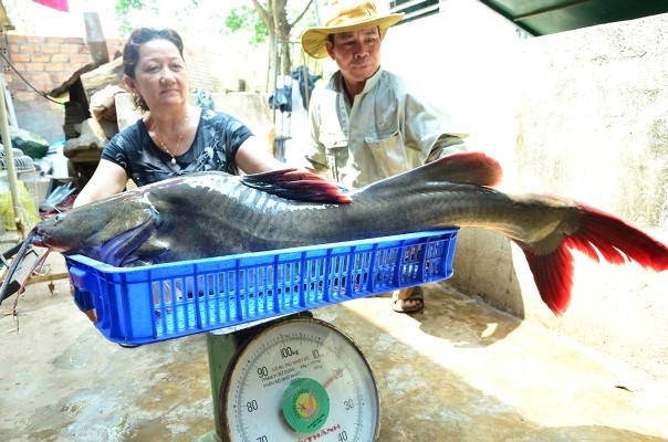 Con cá lăng nặng 20kg được bà Cẩm mua chiều 5/4.